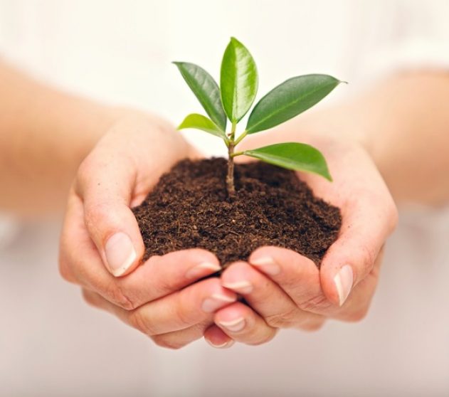 hands-holding-plant Handful of Soil with Young Plant Growing